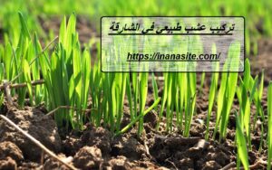 تركيب عشب طبيعي في الشارقة | 0553689103| توريد وتركيب
