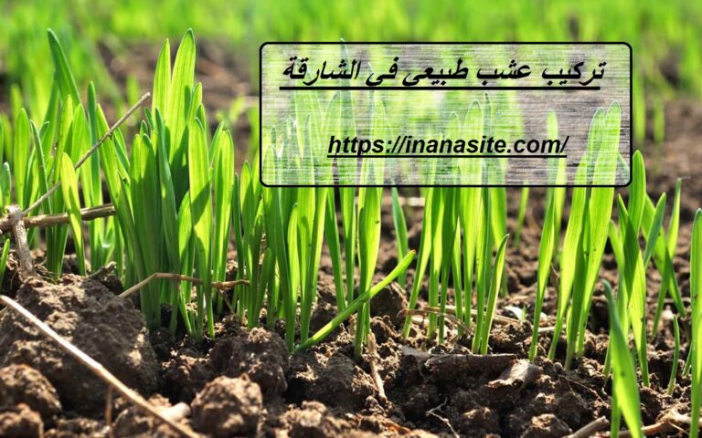 تركيب عشب طبيعي في الشارقة