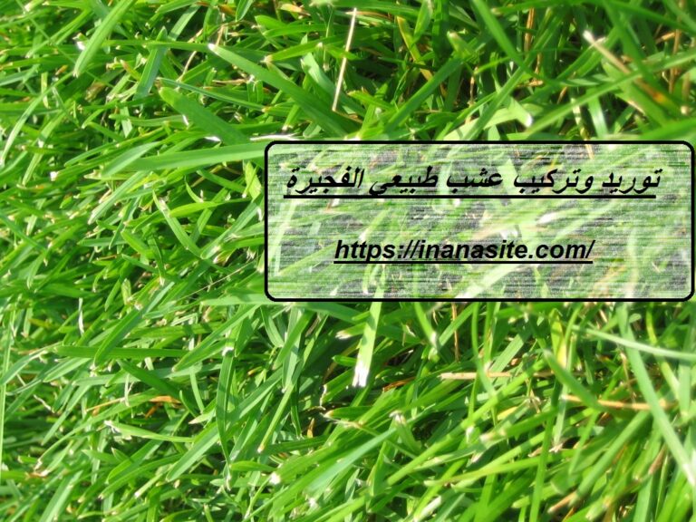 توريد وتركيب عشب طبيعي الفجيرة